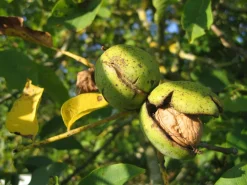 Walnoten Licht half biologisch