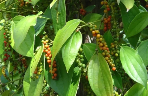 Witte Peper Biologisch
