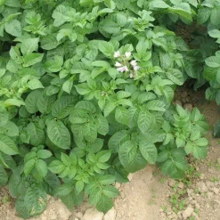 Wortel Granulaat 1-3 mm Biologisch