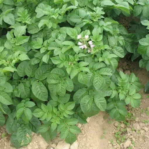 Wortel Granulaat 1-3 mm Biologisch