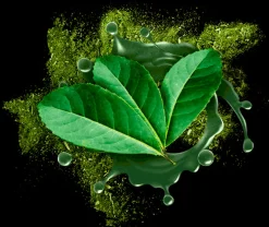 Yerba Maté Bladeren Poeder Biologisch