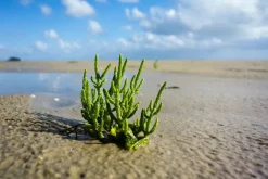 Zeekraal Zilt Poeder Biologisch