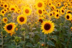 Zonnebloem Pitten Heel Biologisch