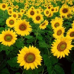 Zonnebloemolie ontgeurd Biologisch