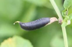 Zwarte bonen heel Biologisch