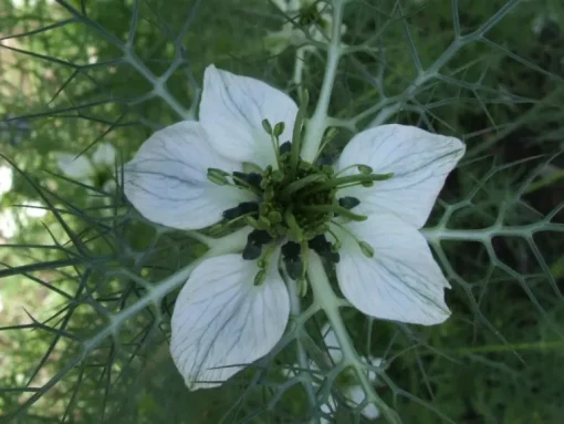 Zwarte Komijn Nigella Heel Biologisch