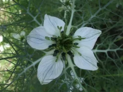 Zwarte komijn Nigella Poeder Biologisch