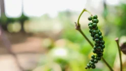 Zwarte Peper korrels Biologisch