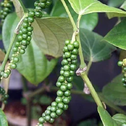 Zwarte Peper Poeder Grof kiemarm Biologisch
